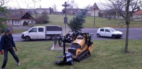 Výsadba nového "vánočního" stromu