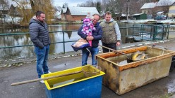 Prodej vánočních kaprů