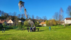 Stavění Máje a pálení čarodějnic